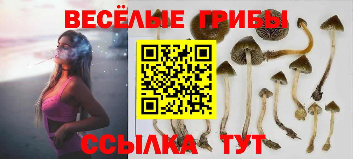 Галлюциногенные грибы Psilocybe Югорск
